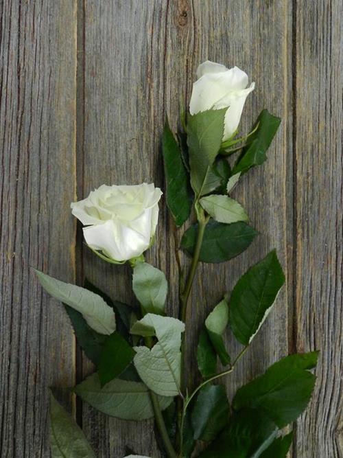 ESCIMO  WHITE ROSES